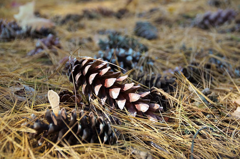 cone, with silvery, fallen, needles, autumn, forest, pine, fetus, conifer, land