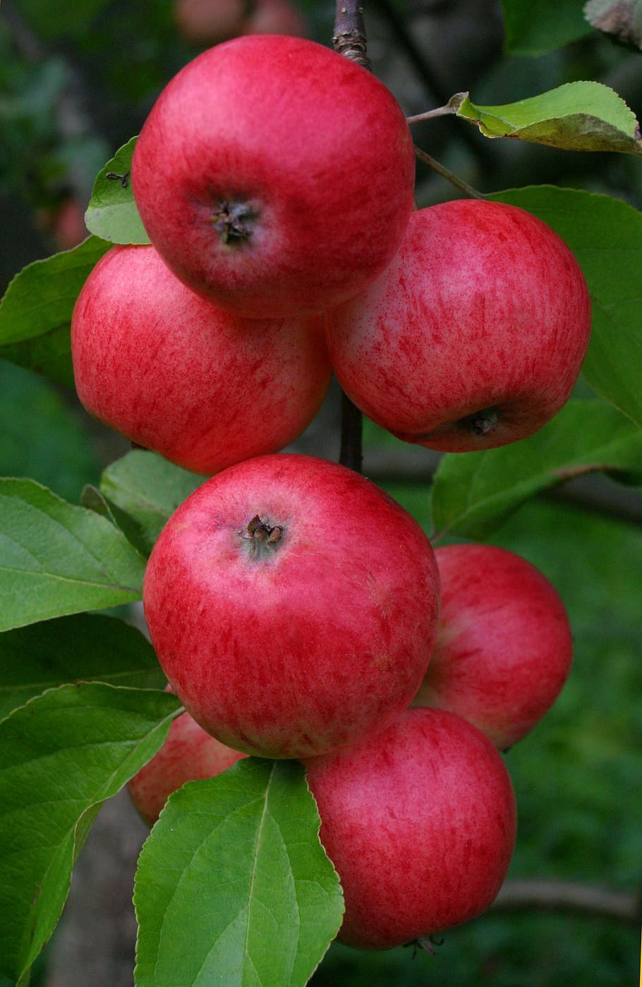 Сорт яблони красное раннее фото
