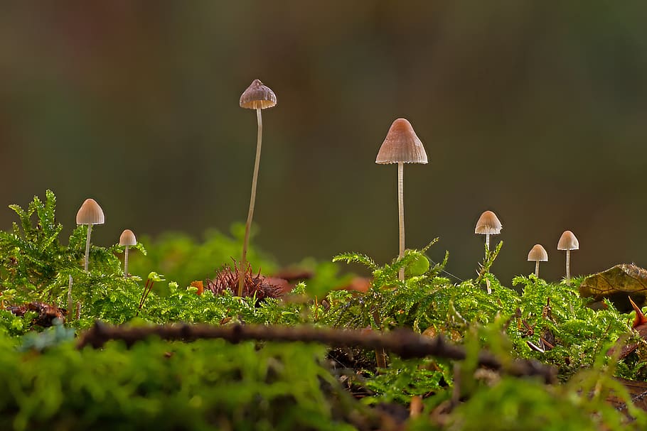 mushrooms, mini mushroom, sponge, moss, small mushroom, screen fungus, forest mushroom, mushroom, fungus, growth
