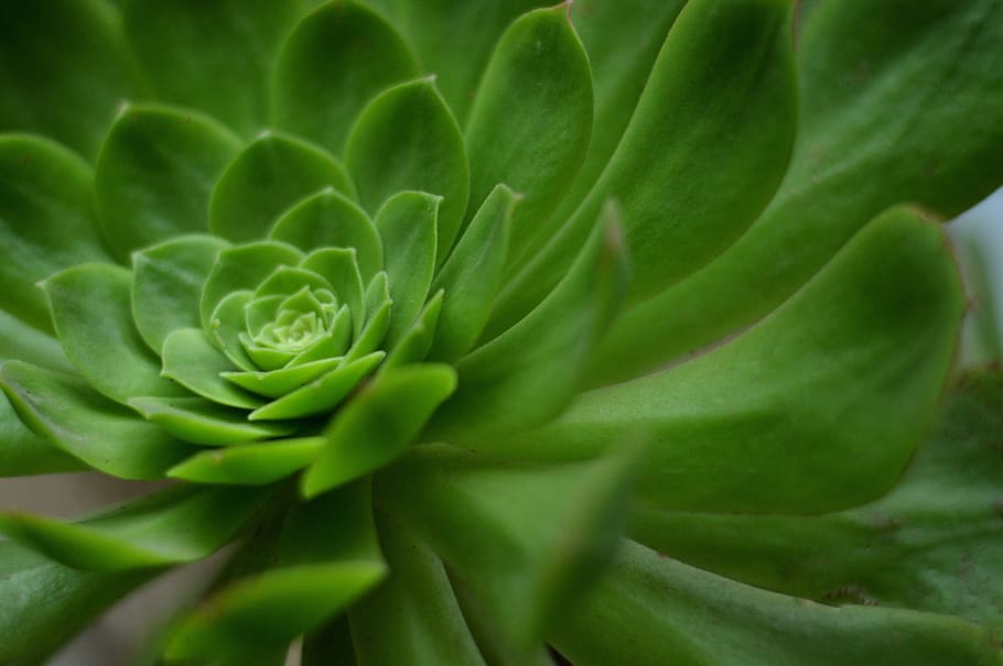geometría, espiral, planta, flor, verde, naturaleza, flora, botánica,  suculenta, roseta | Pxfuel