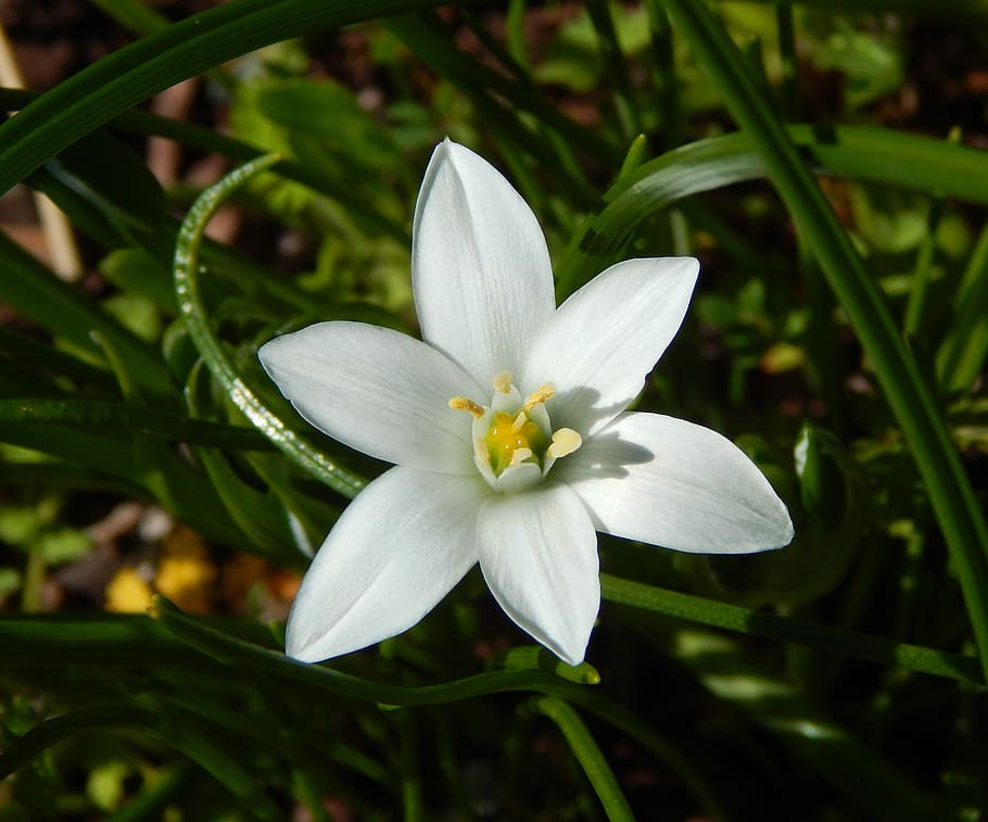 spring flower, star of bethlehem flower, white flower, white lily, lily flower, herbaceous perennial, perennial, bulb flower, garden, flower