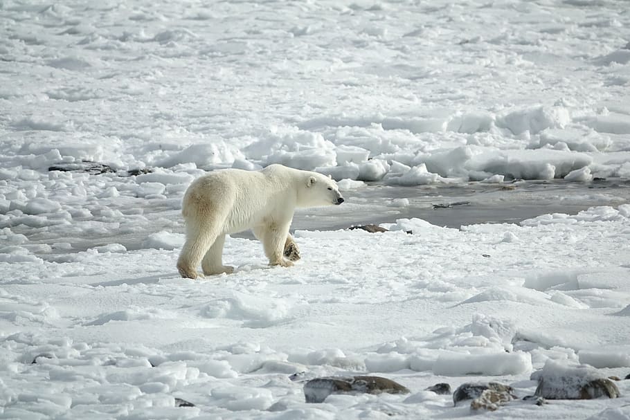 oso polar, ártico, hielo, paisaje, depredador, nieve, temperatura fría, invierno, temas de animales, animal
