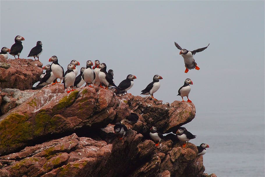 puffins, birds, wildlife, nature, sea, rock, colorful, seabird, standing, usfws