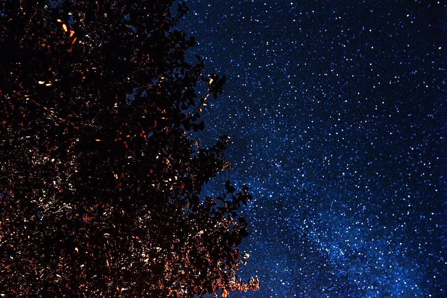 árboles, cielo estrellado, naturaleza, cielo, aire libre, noche, estrellas, estrellado, astronomía, galaxia