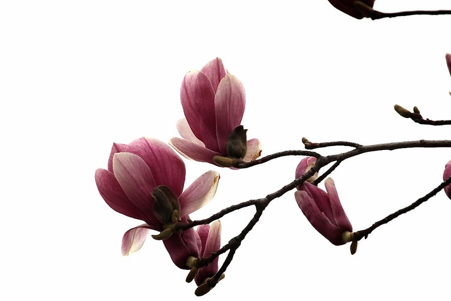 magnolia, flores, rosa, floración, madera, naturaleza, jardín, república de corea, flor, planta floreciendo