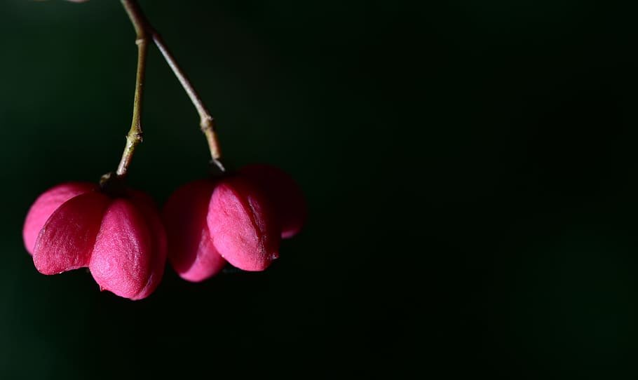 spindle, berry, autumn, nature, euonymus, bright, autumn colours, red, close up, plant