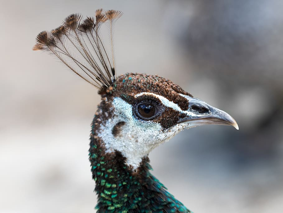 peacock, bird, animal, head, blue, nature, feathers, peafowl, beak, feather