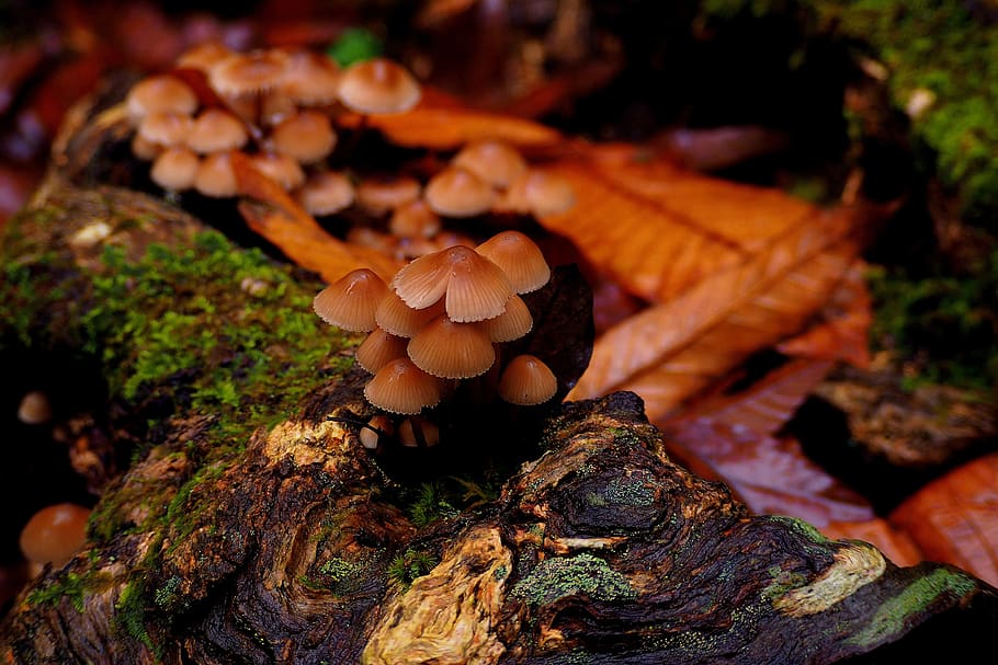 fungus, natural, mushroom, moisture, rain, autumn, plant, royal, color, history
