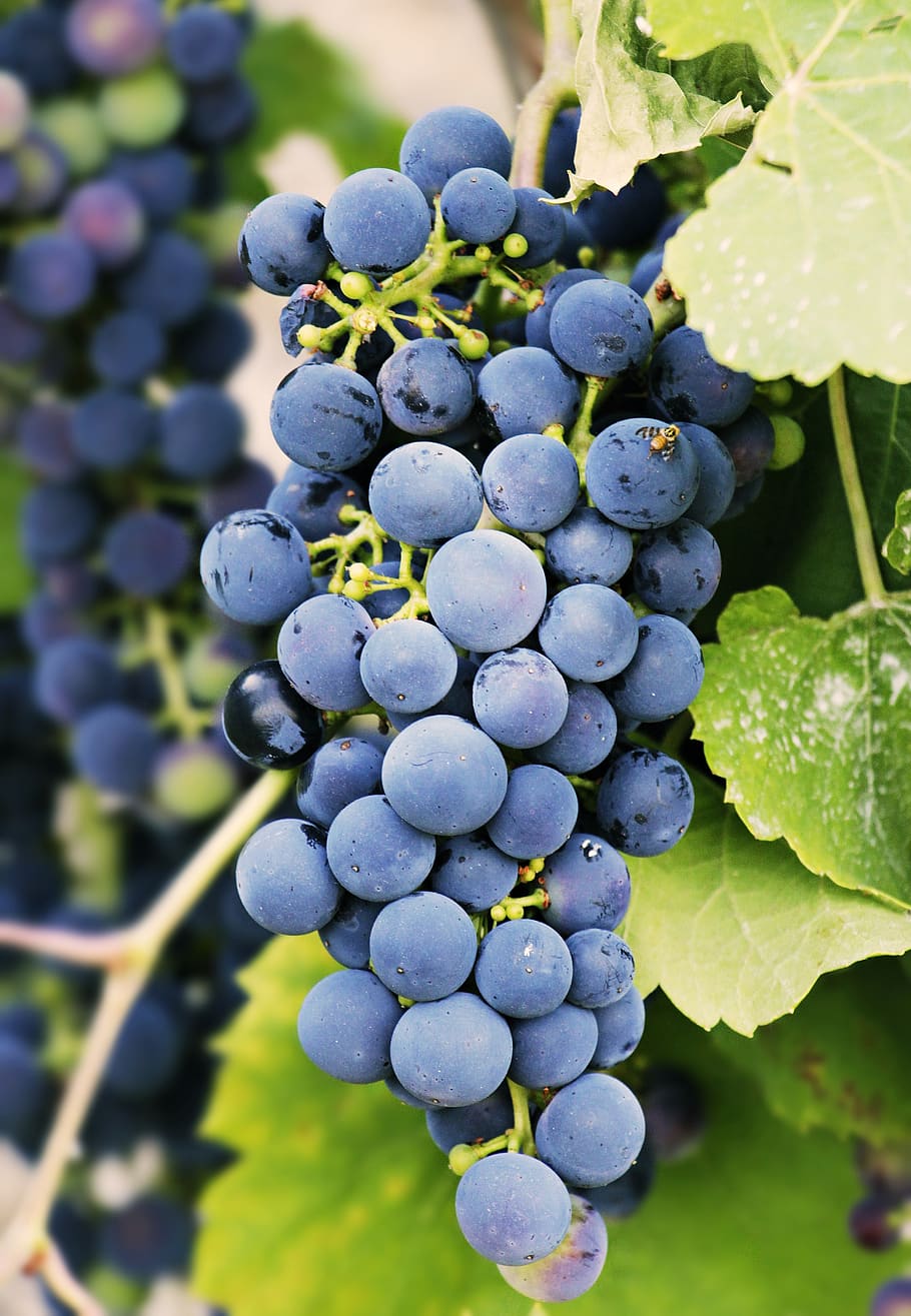 grapes, grapevine, vine, fruit, wine, winegrowing, vines, rebstock, healthy, sweet