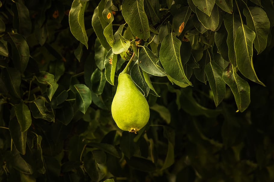 pear, tree, green, plant, light, fruit, shadow, food, nature, delicious