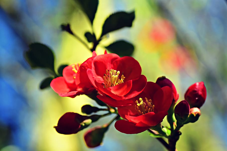 flowering quince, flower, branch, shrub, springtime, spring, rosaceae, flora, seasonal, flowering plant