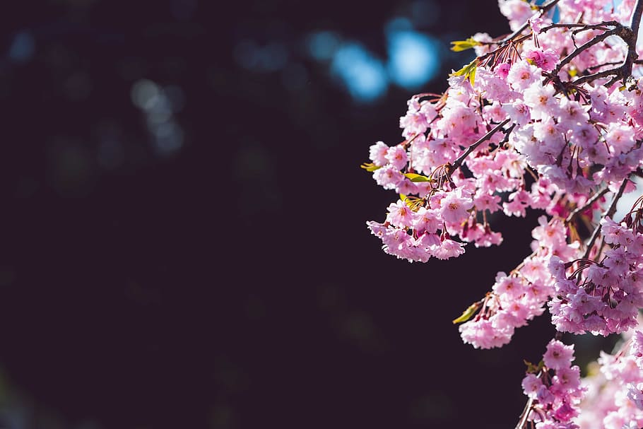 bunga sakura, ruang negatif, musim semi, bunga, merah muda, tanaman berbunga, kerapuhan, kesegaran, keindahan di alam, kerentanan
