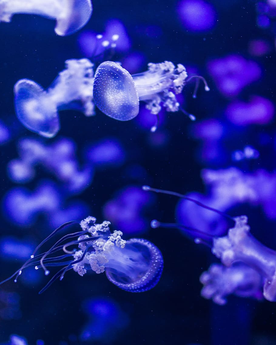 jellyfish, blue, submarine, sea, animals, nature, water, animal themes, underwater, animal wildlife