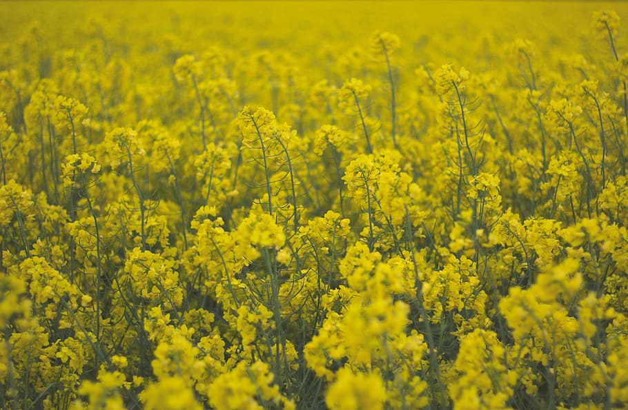 field, flowers, yellow, spring, summer, nature, beauty in nature, flower, agriculture, oilseed rape