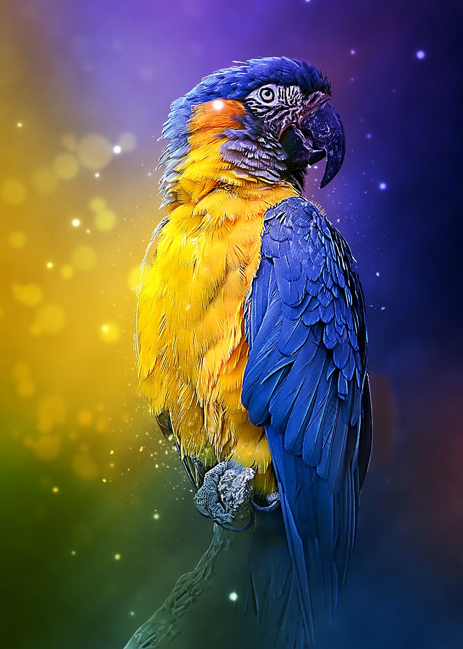 parrot, colorful, bird, feathered, animal, nature, tropical, exotic, wildlife, macaw