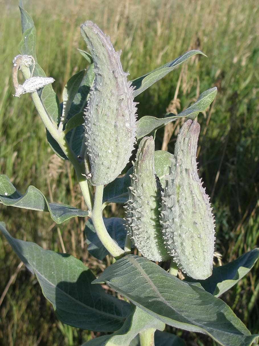 milkweed pods, maturing, late, summer, disperse, seeds, autumn, milkweed pod, milkweed, weed