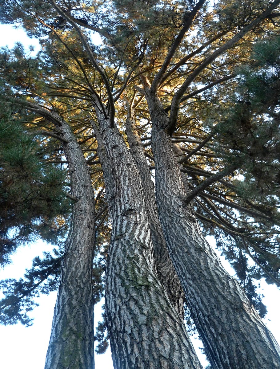 pino, isla exploradora, turnov, la estructura de la tribu, 7 ramas de un tronco común, árbol, planta, tronco de árbol, tronco, vista de ángulo bajo