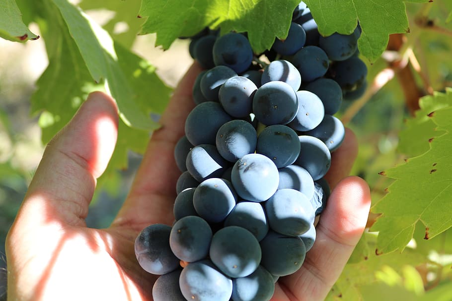 Vintage, anggur, syrah, merambat, buah, kebun anggur, kebun-kebun anggur, biru, makanan, sehat