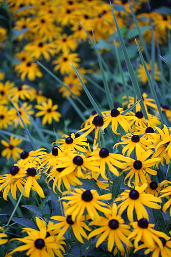 Página 28 | Fotos flores negras y amarillas libres de regalías | Pxfuel