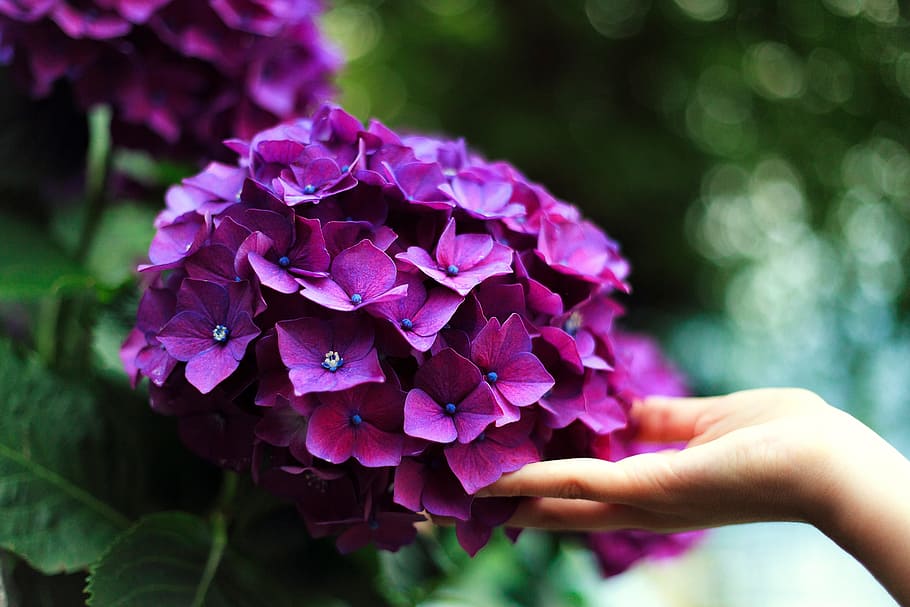 violet, flower, petal, bloom, nature, plant, garden, hand, human hand, human body part