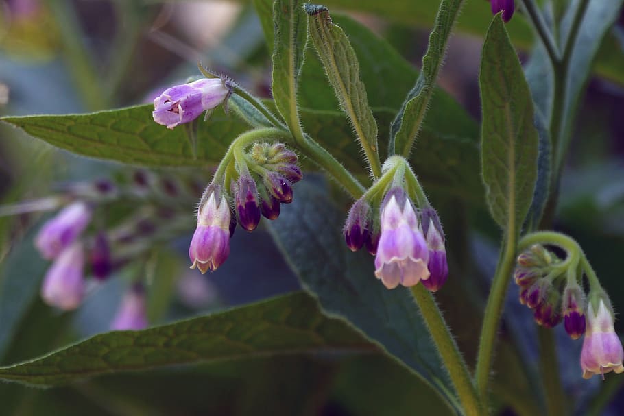 comfrey, also, known, names knitbone, slippery, root, bruisewort, blackwort., perennial, herb