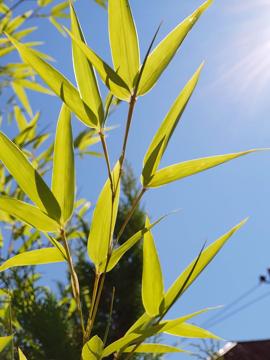 bamboo, leaves, sky, growth, plant, beauty in nature, day, nature, sunlight, close-up