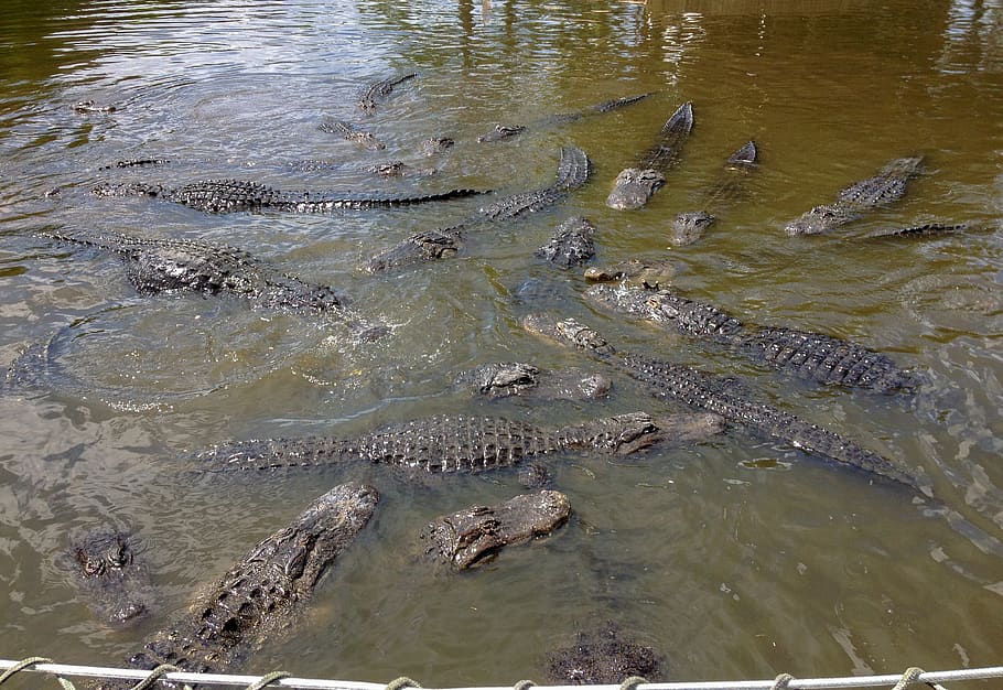 gatorland, alligators, alligator, orlando, florida, group, lake, gators, gator, scary