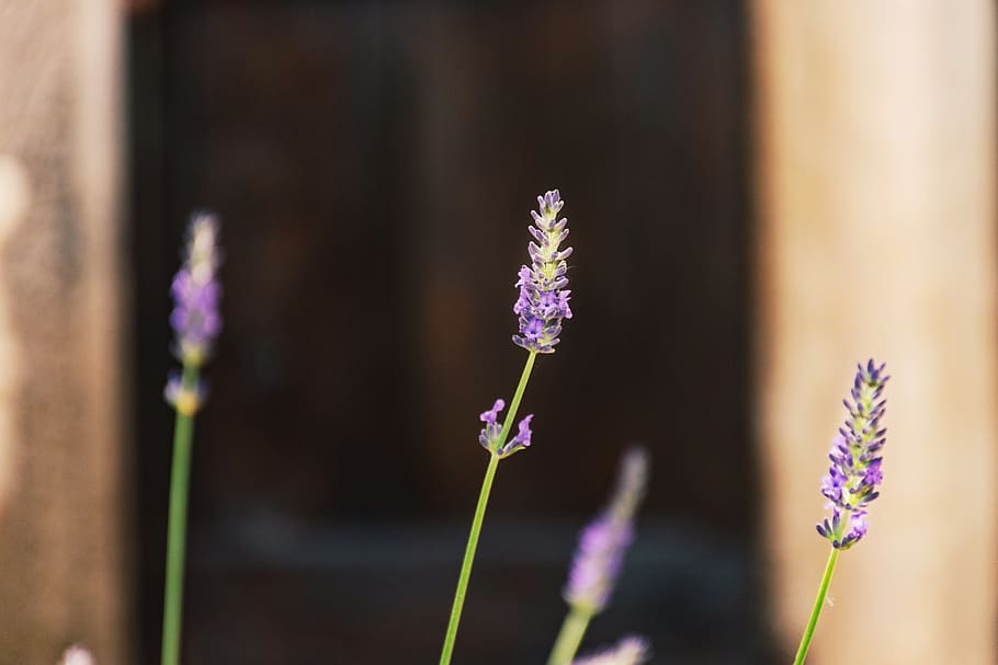lavender, garden, close up, macro, purple, perriwinkle, plant, flowers, flora, botanic