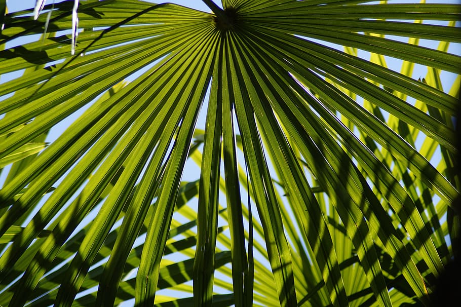 hemp palm, palm leaf, palm, plant, mediterranean, exotic, flora, sheet threads, leaf, plant part