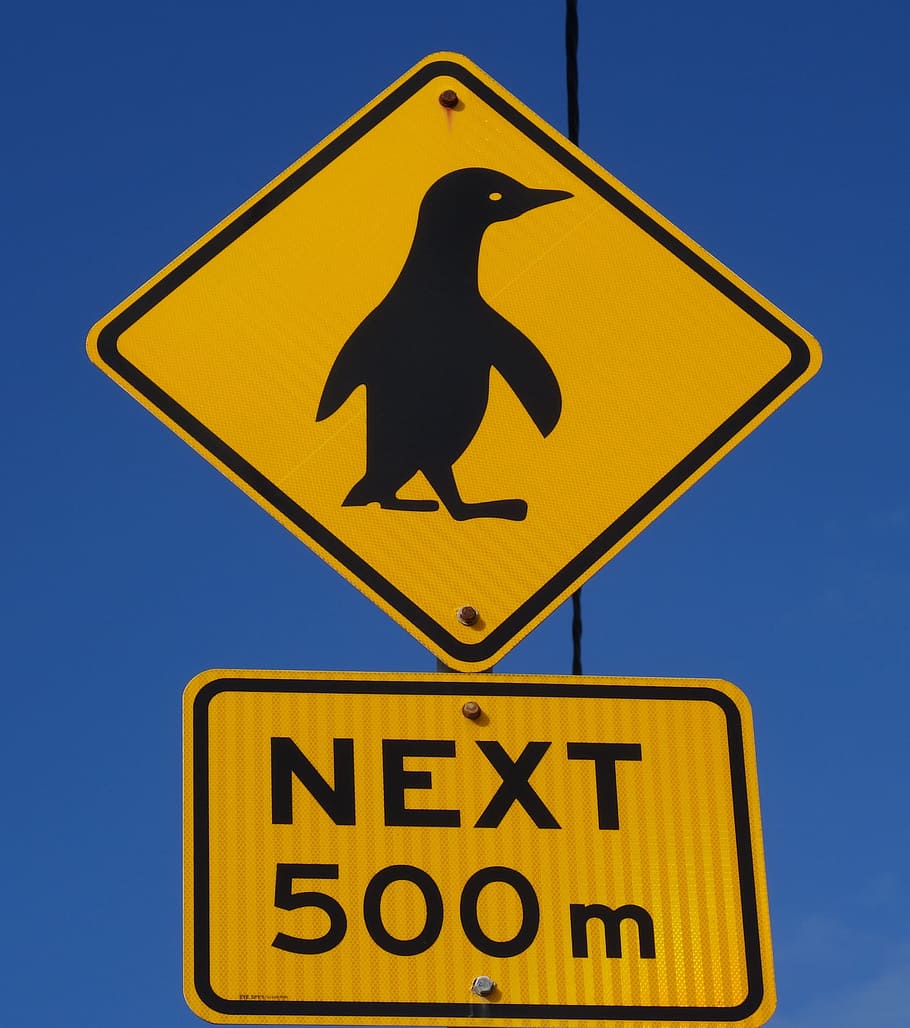 peringatan, arloji, penguin, persimpangan, jalan, penuin, tanda, roadsign, penunjuk arah, margasatwa