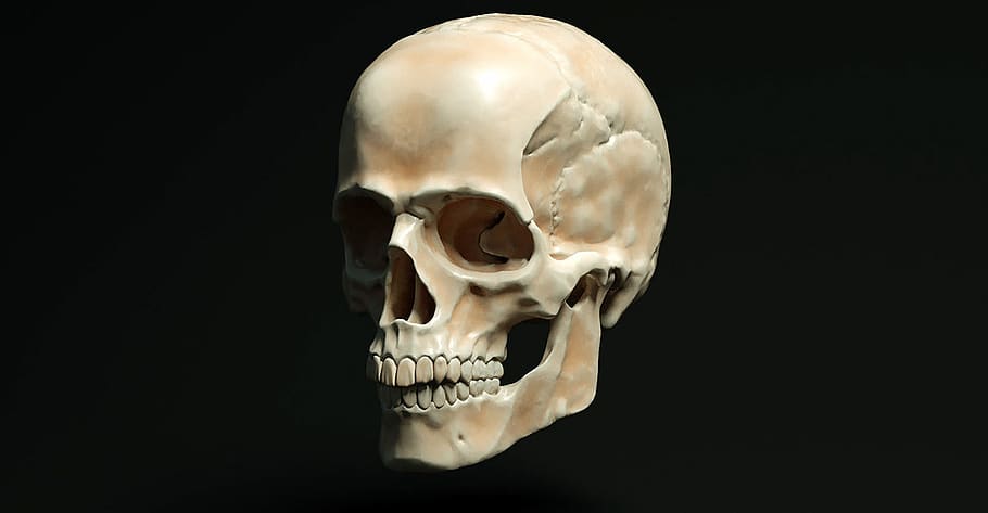 cranio, medicine, es, skull, human, anatomy, doctor, skeleton, science, bone