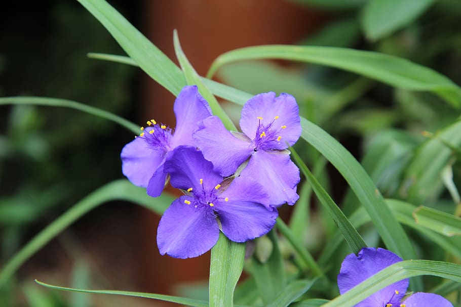 floración, flor morada, color morado, flores, jardín, planta floreciente,  flor, planta, frescura, belleza en la naturaleza | Pxfuel