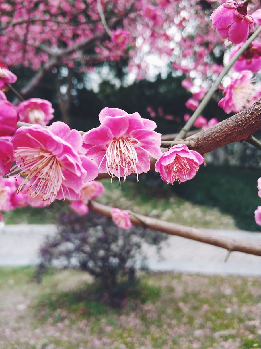 Plum blossom. Плам блоссом цветок. Цветение Сакуры цветы. Слива блоссом. Китайская слива цветение.