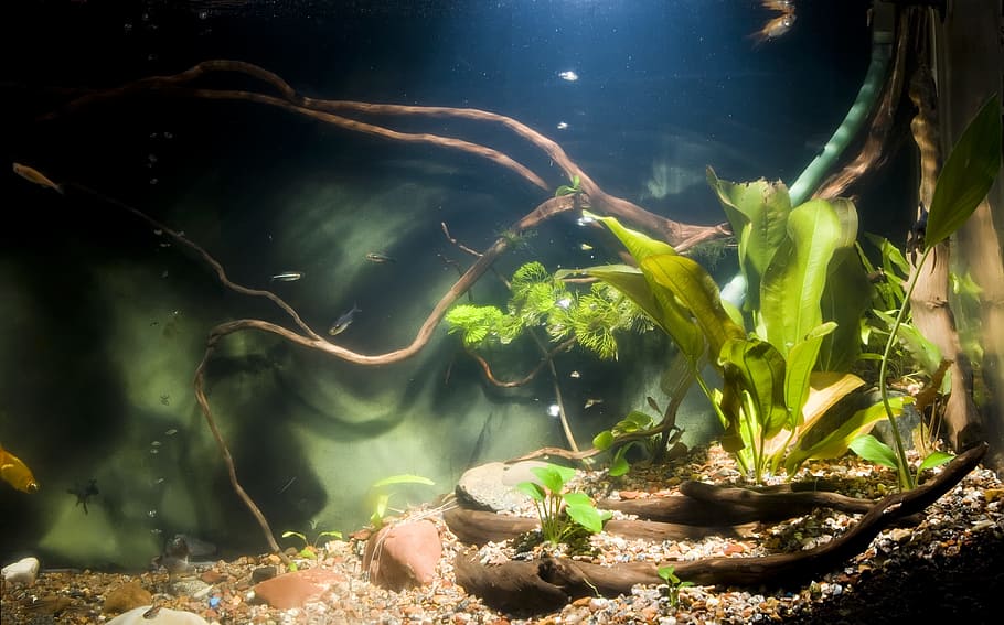 aquarium, fish, nature, plant, night, green color, growth, water, tree, outdoors