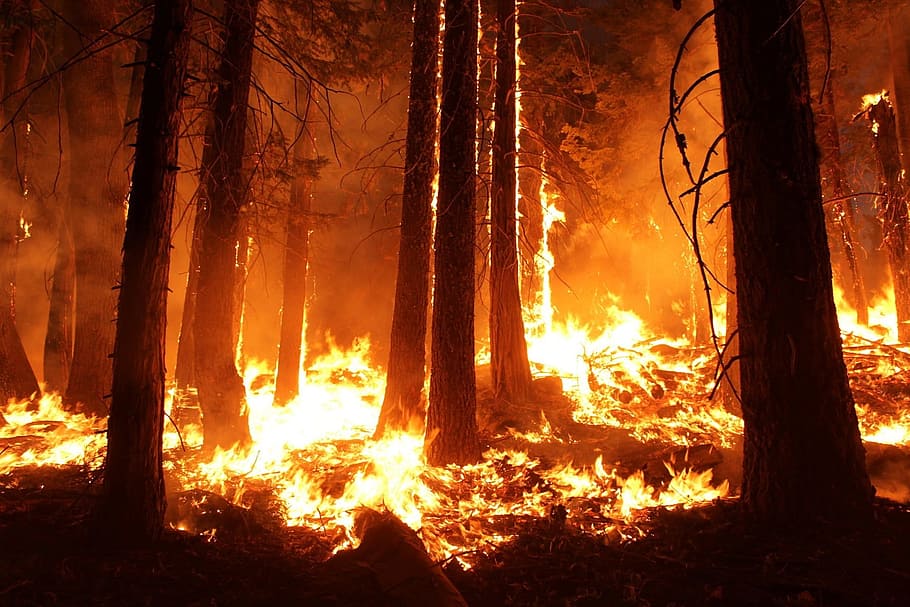 salvaje, fuego, incendio forestal, selva, árbol, manojo, quema, bosque, ardor, calor - temperatura