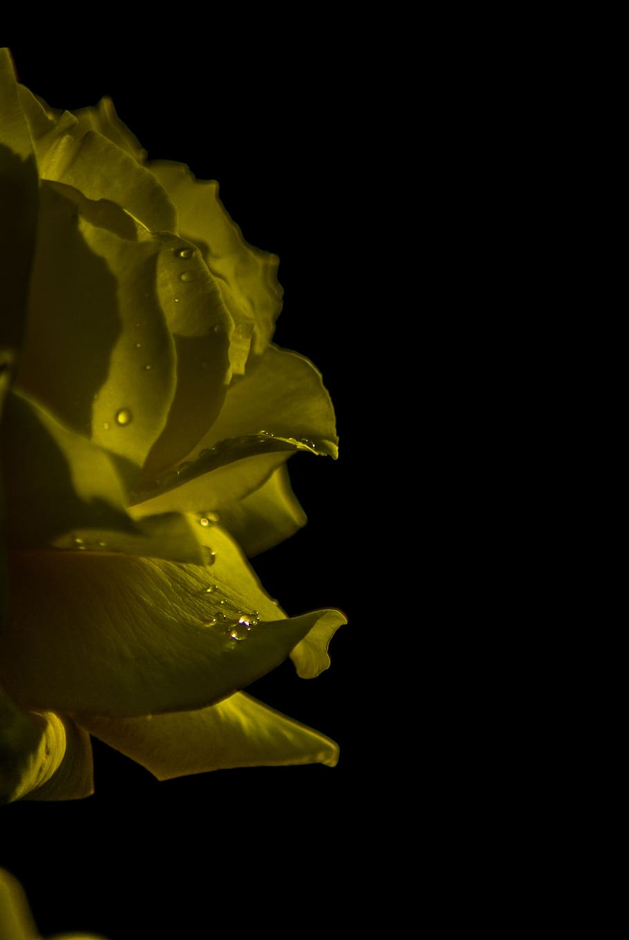 yellow rose, drop, yellow, flower, pink, nature, plants, petals, light, drops