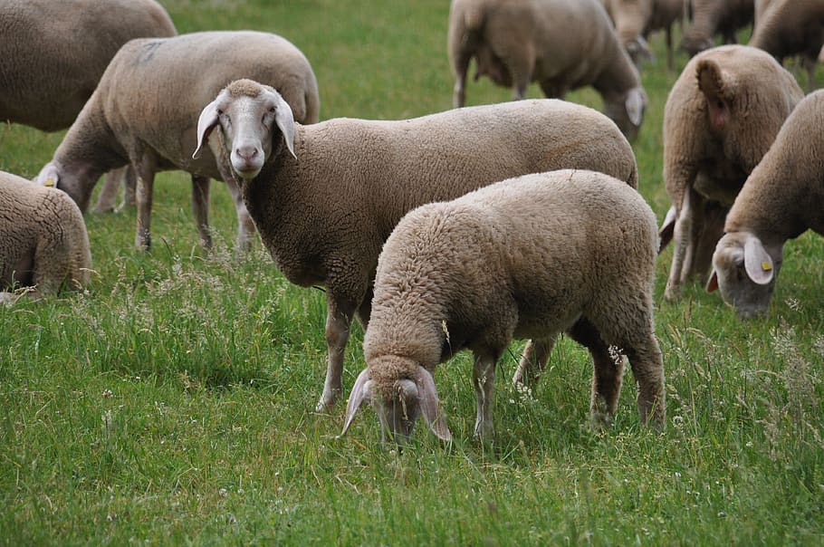 merino land sheep, sheep farming, sheep, group of animals, mammal, animal themes, animal, grass, domestic animals, livestock