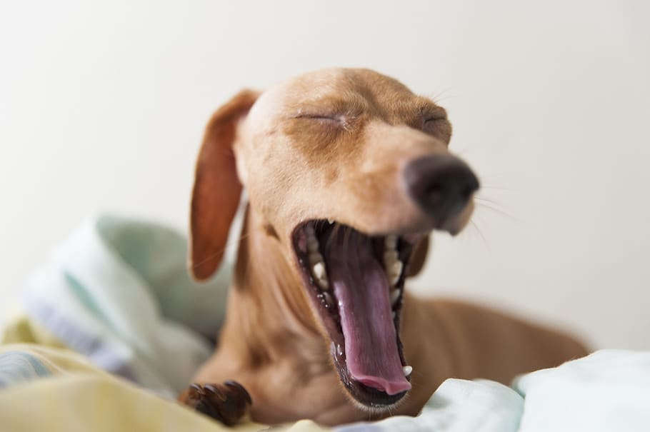 dog, dachshund, yawning, portrait, domestic, pet, canine, cute, small, close