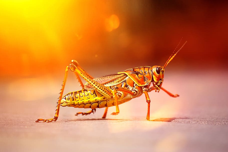grasshopper, grass, hopper, insect, animal wildlife, one animal, invertebrate, animals in the wild, close-up, nature