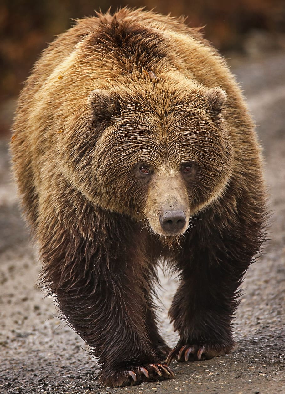 bear, grizzly, nature, animal, mammal, wildlife, predator, furry, brown, big