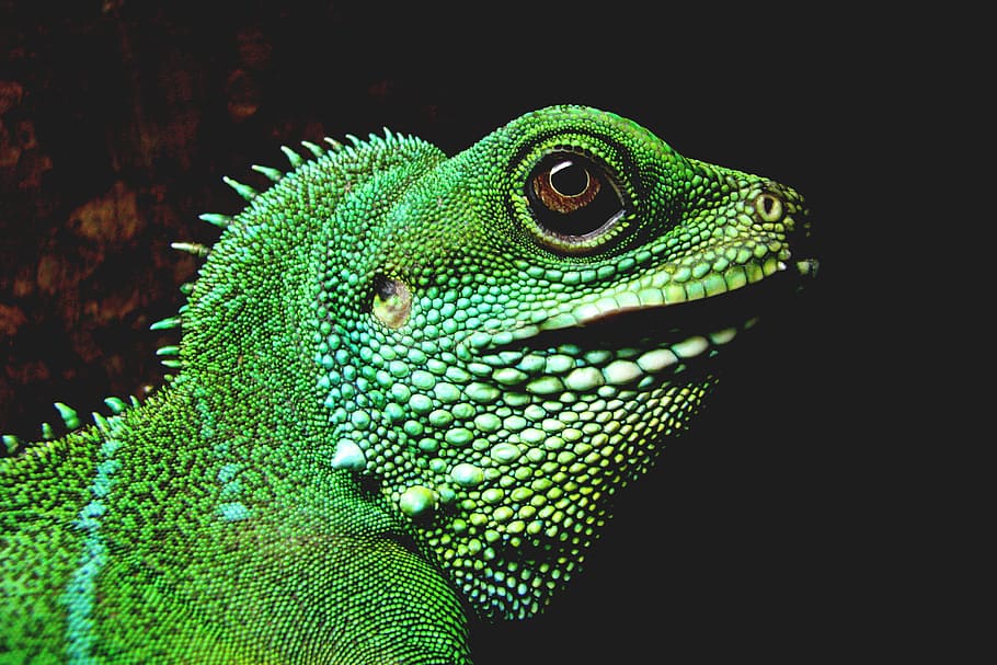lagarto iguana, animaisNatureza, olho, olhos, temas animais, um animal, vertebrado, animais selvagens, réptil, lagarto