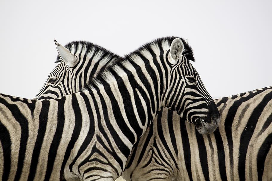 zebra, stripes, couple, love, animal, africa, safari, black and white, hd wallpaper, love wallpaper