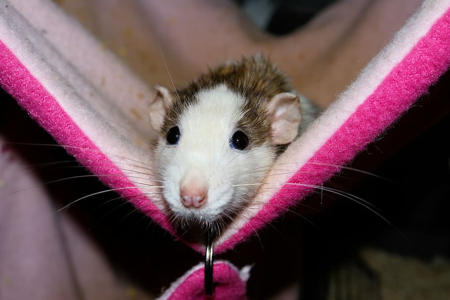 rat, female, color rat, hammock, rodent, pet, cute, funny, attractive, beautiful