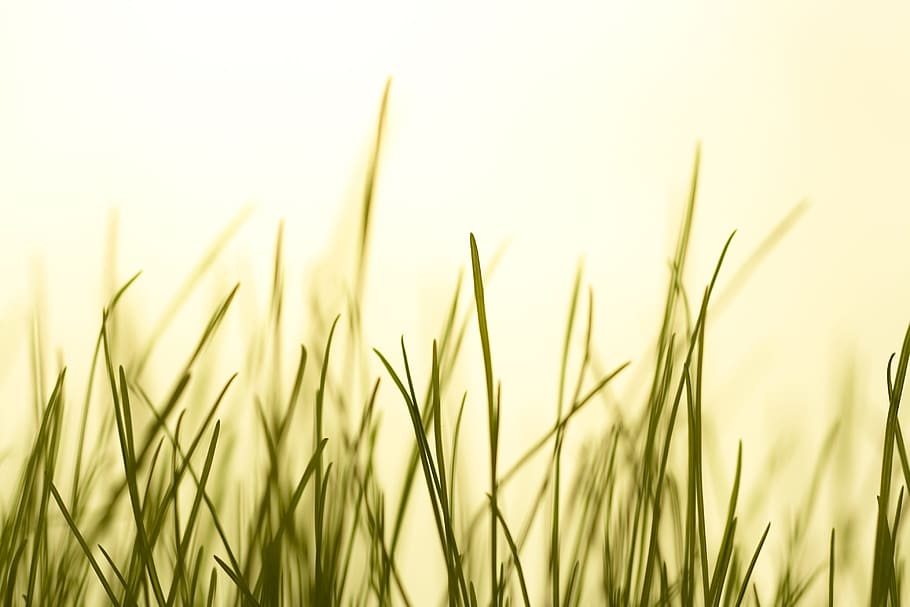 grass, green, growth, idyllic, isolated, lawn, macro, meadow, nature, nobody