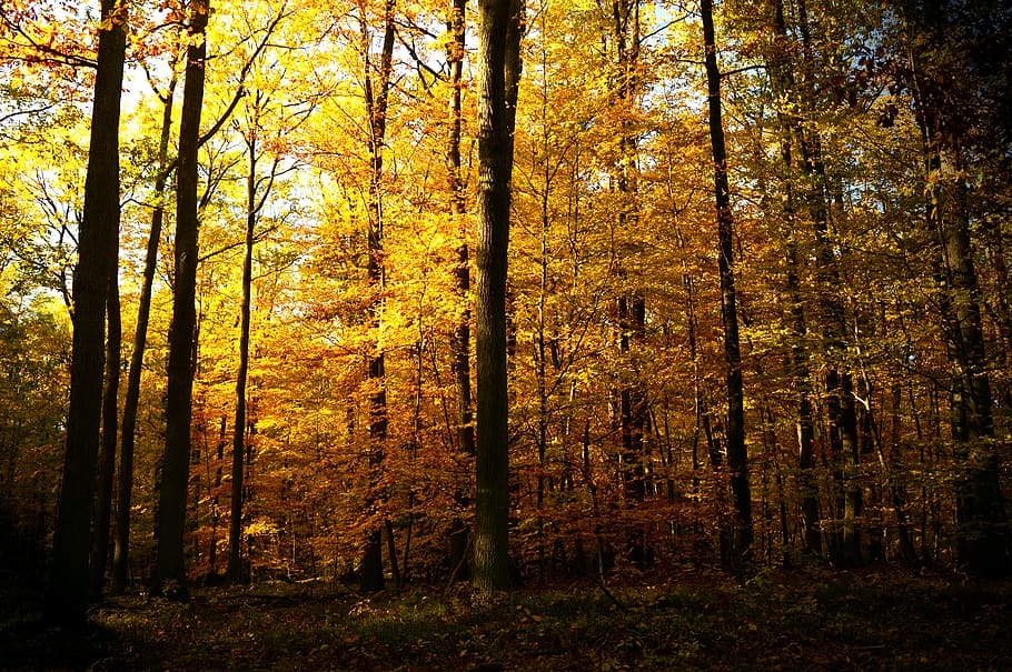 forest, deciduous forest, trees, nature, autumn, autumn landscape, landscape, fall color, light, incidence of light