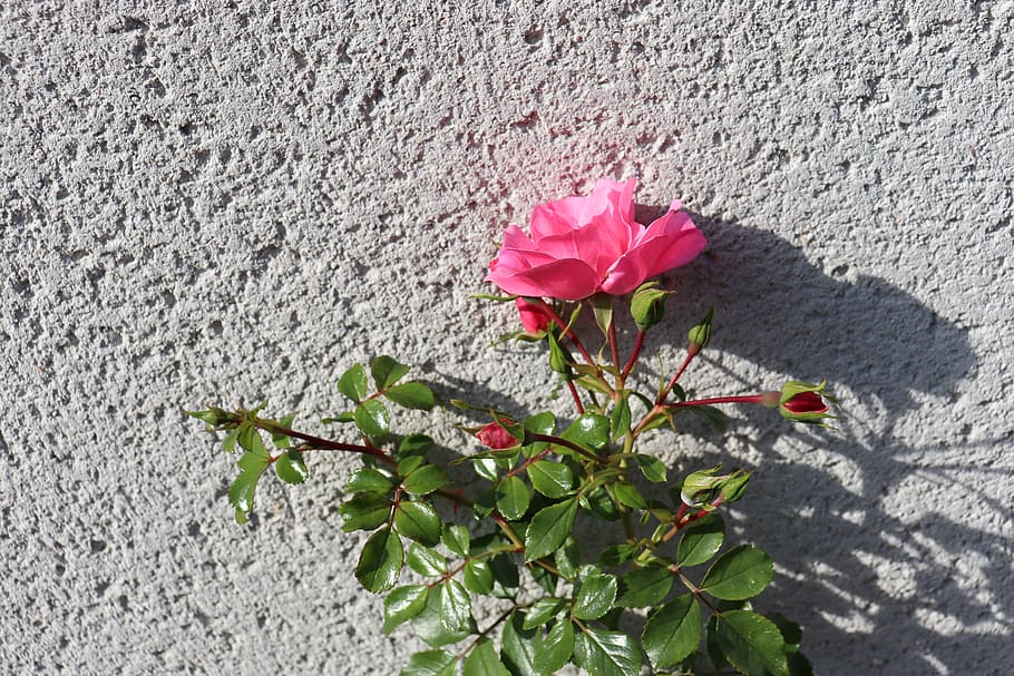 wall, roughcast, pink, rosebush, light of autumn, facade, texture, light grey wall, gentle autumn light, fall season