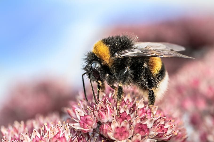 heath-the bumble bee, kryptarum-the bumble bee, hymenoptera, hummel, bombus, serangga, nektar menghisap, penyerbukan, rambut, merapatkan