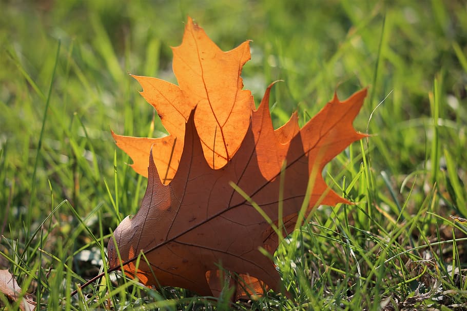oak, quercus, brown leaf, grass, transparent, autumn, colorful, backlight, nature, outdoor