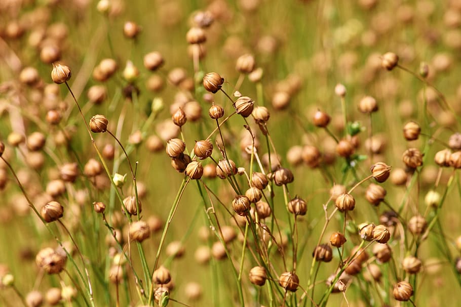 flax, linum usitatissimum, encapsulate, seed capsules, leingewächs, fibers, linseed oil, brown, dry, field