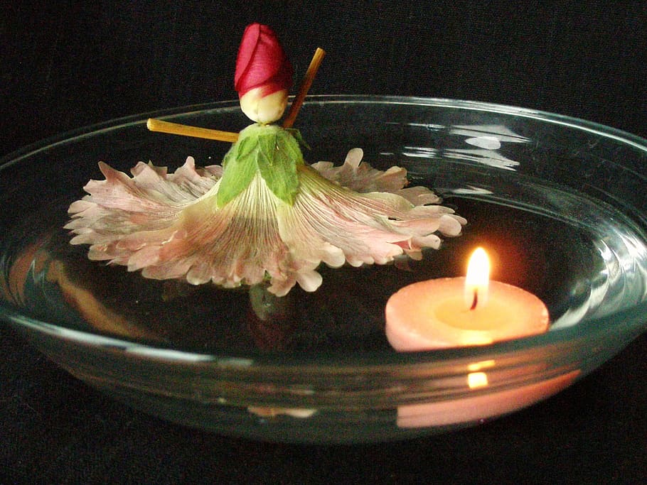 iluminado por velas, peça central, boneca, feito, flor de malva rosa, flutuante, água, boneca de malva rosa, malva rosa, flor
